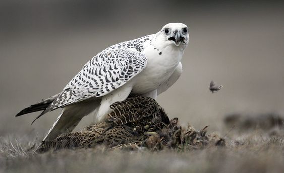 Burung Falcon Dinobatkan Sebagai Most Endangered Species