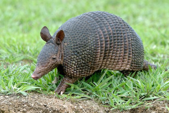 Karakteristik Unik Dari Hewan Armadillo