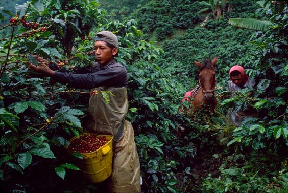 Negara Colombia Adalah Negara Penghasil Kopi Terbesar