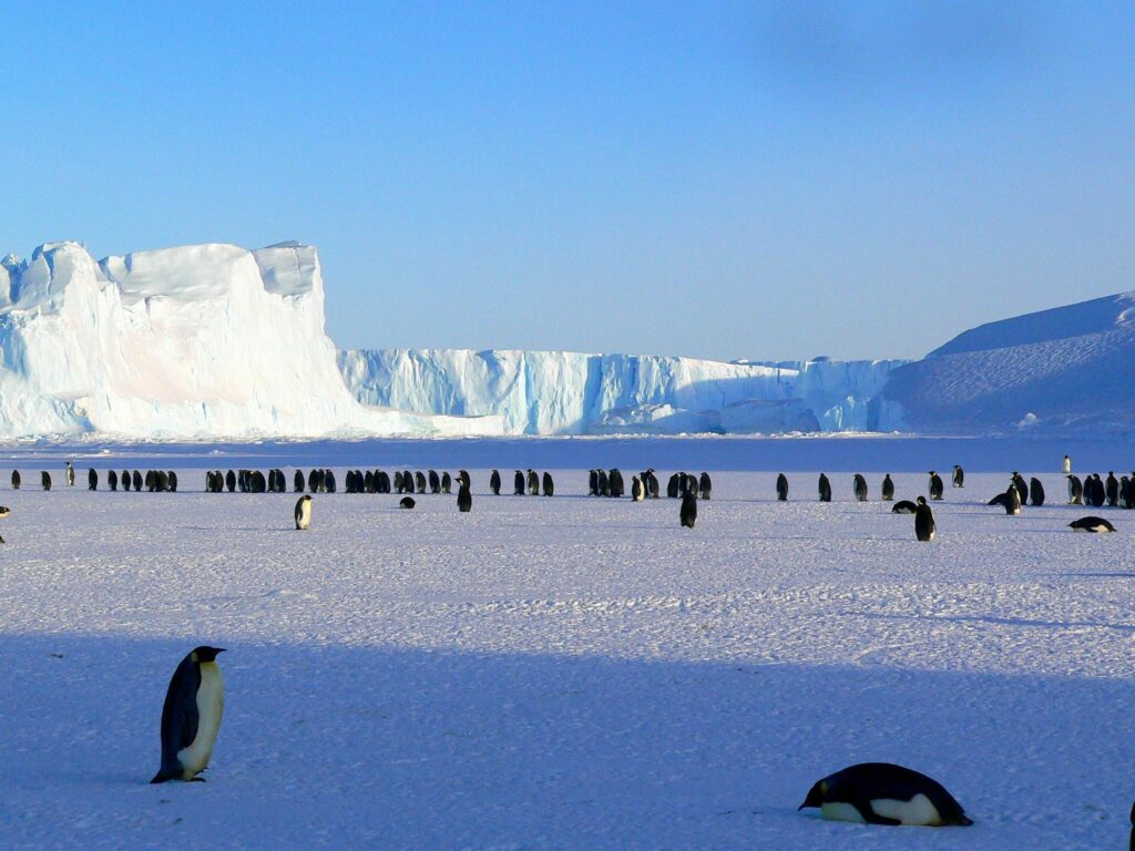 Penemuan Fosil Baru Mengungkap Kehidupan Purba Di Antarctica