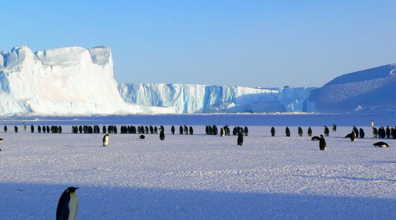 Penemuan Fosil Baru Mengungkap Kehidupan Purba Di Antarctica