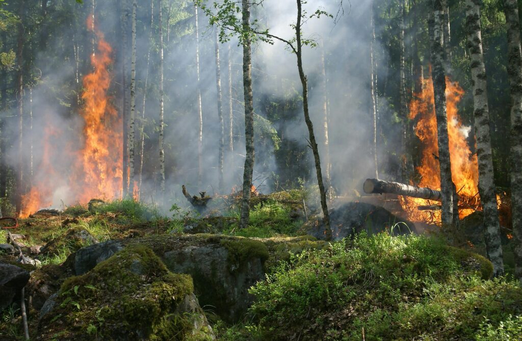 Kebakaran Hutan Di Kalimantan Mengancam Keanekaragaman