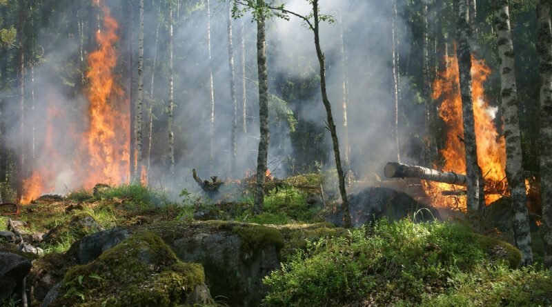 Kebakaran Hutan Di Kalimantan Mengancam Keanekaragaman