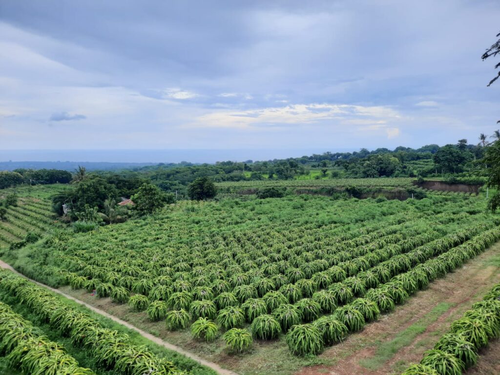 Buah Naga Hitam