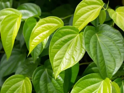 Alternatif Flora Yang Terbukti Efektif Dalam Mengatasi Bau Mulut