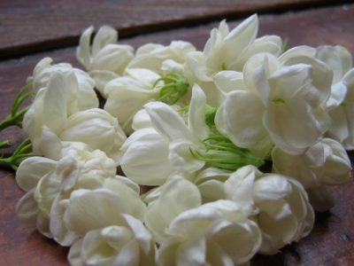 Rangkaian Bunga Melati Untuk Sebuah Pernikahan Atau Acara