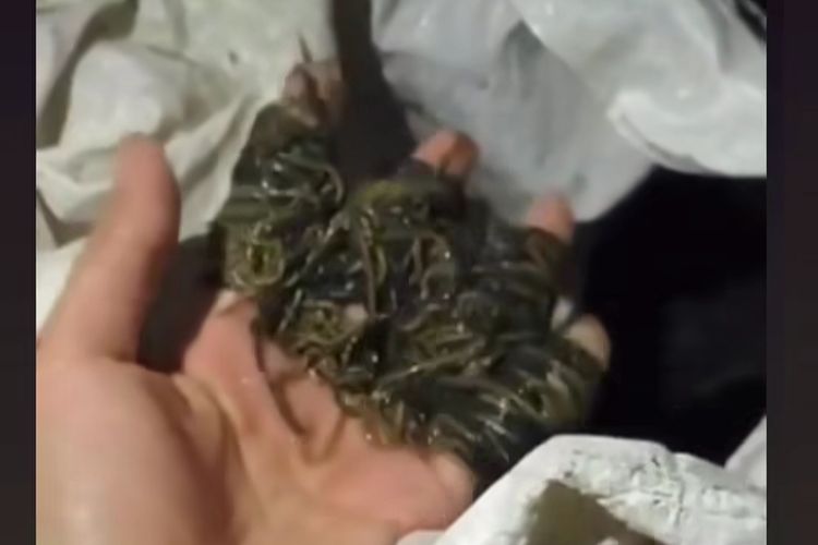 Cacing Laut Laor Bisa Di Olah Jadi Makanan