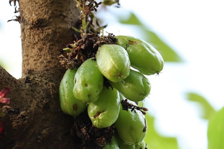 Mengolah Belimbing Wuluh Untuk Penurunan Kolesterol