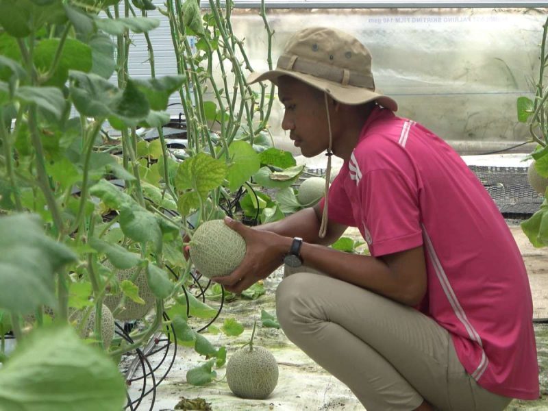 Petani Milenial Sulsel: Pertanian Modern Dari Desa
