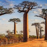 Pulau Madagaskar Tempat Menarik Untuk Di Jelajahi