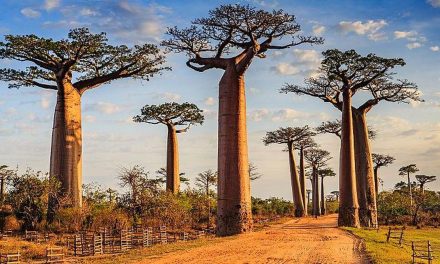Pulau Madagaskar Tempat Menarik Untuk Di Jelajahi