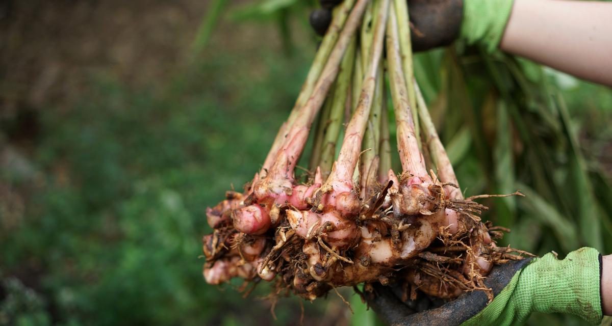 Tanaman Lengkuas Tumbuhan Herbal Yang Banyak Manfaat