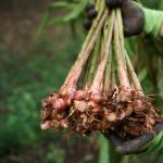 Tanaman Lengkuas Tumbuhan Herbal Yang Banyak Manfaat