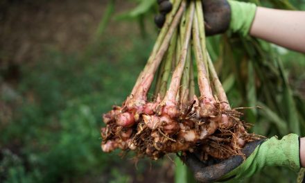 Tanaman Lengkuas Tumbuhan Herbal Yang Banyak Manfaat