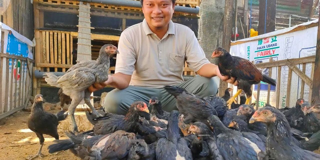 Beternak Ayam Kampung Jadi Peluang Usaha Yang Menjanjikan
