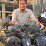 Beternak Ayam Kampung Jadi Peluang Usaha Yang Menjanjikan