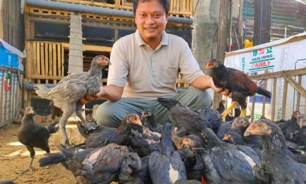 Beternak Ayam Kampung Jadi Peluang Usaha Yang Menjanjikan