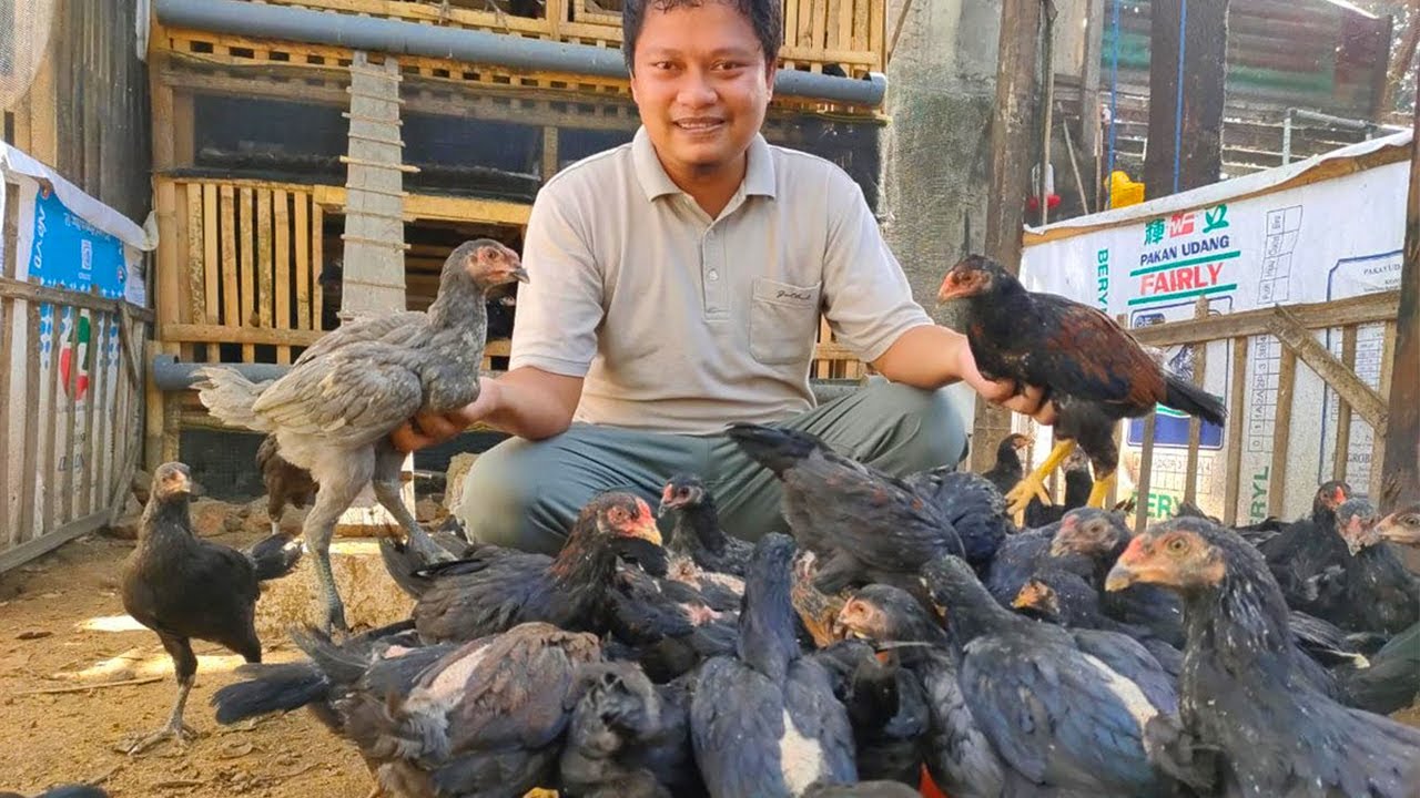 Beternak Ayam Kampung