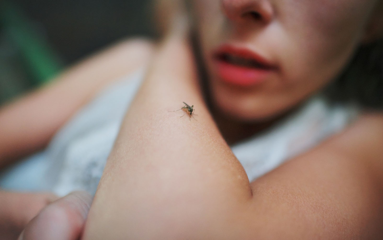 Penyakit Demam Berdarah