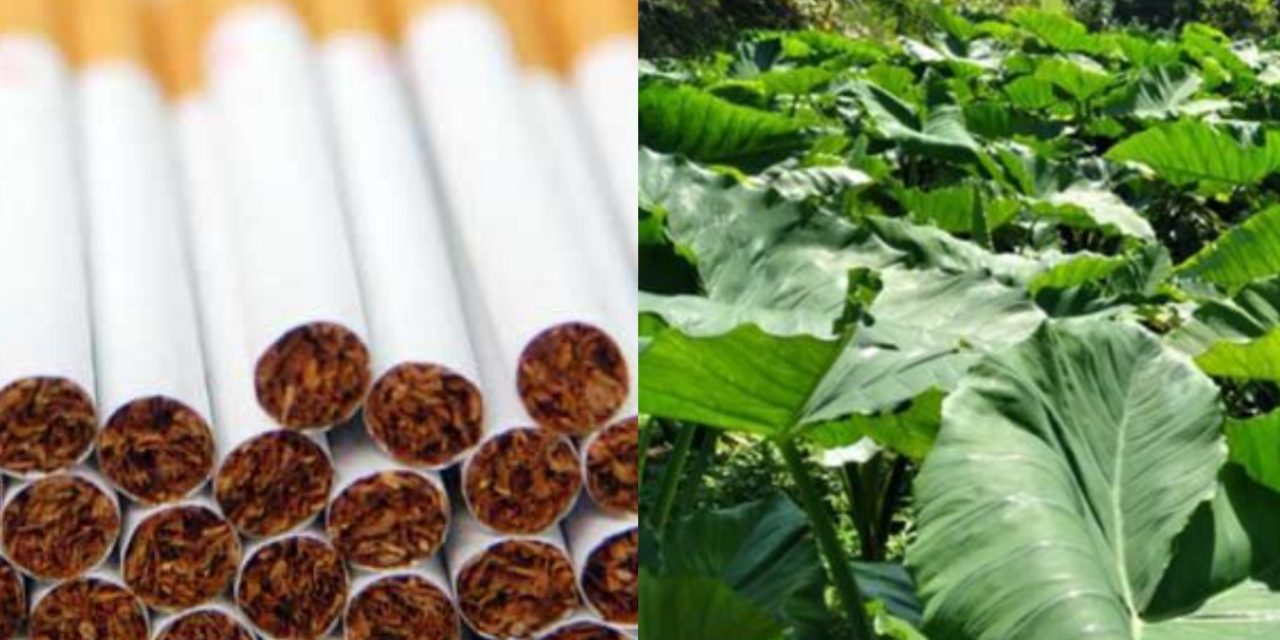 Inovasi Alternatif Rokok Daun Talas Produk Ramah Lingkungan