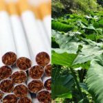 Inovasi Alternatif Rokok Daun Talas Produk Ramah Lingkungan