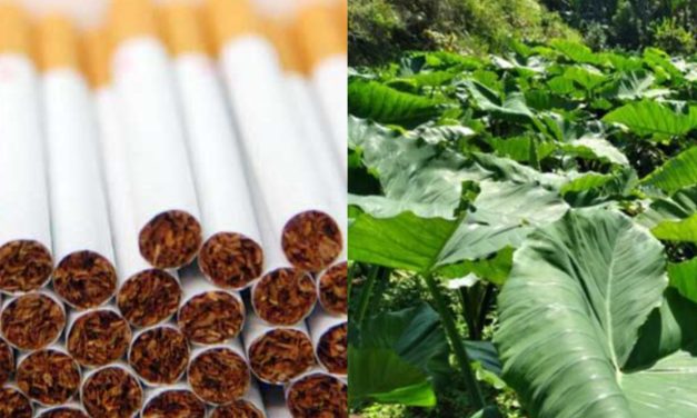 Inovasi Alternatif Rokok Daun Talas Produk Ramah Lingkungan