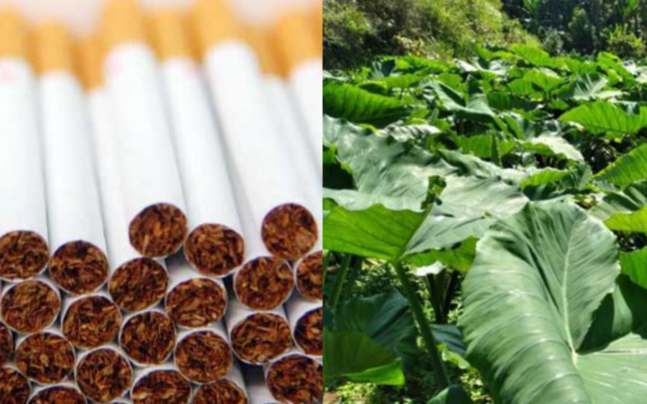 Inovasi Alternatif Rokok