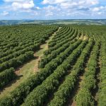 Tujuan Wisata Favorit Di Brasil, Untuk Pecinta Kopi