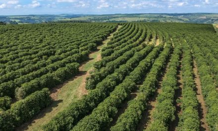 Tujuan Wisata Favorit Di Brasil, Untuk Pecinta Kopi