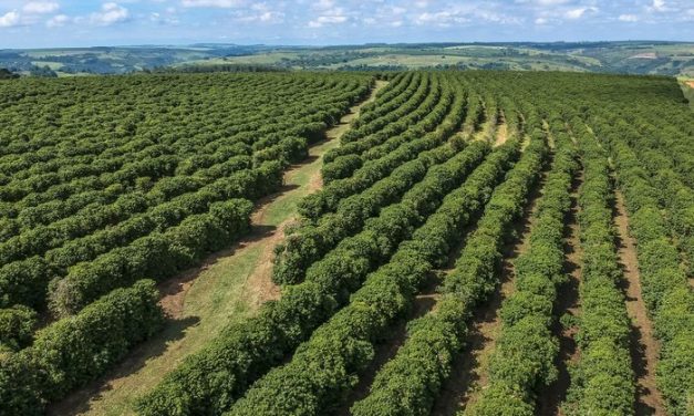 Tujuan Wisata Favorit Di Brasil, Untuk Pecinta Kopi