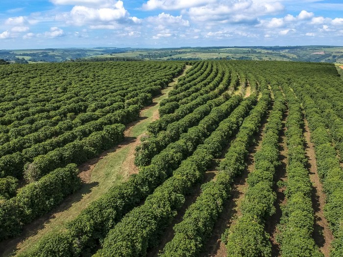 Tujuan Wisata Favorit Di Brasil, Untuk Pecinta Kopi