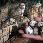 Bisnis Telur Puyuh Bisa Jadi Alternatif Penghasil Rezeki Untukmu
