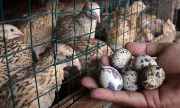 Bisnis Telur Puyuh Bisa Jadi Alternatif Penghasil Rezeki Untukmu