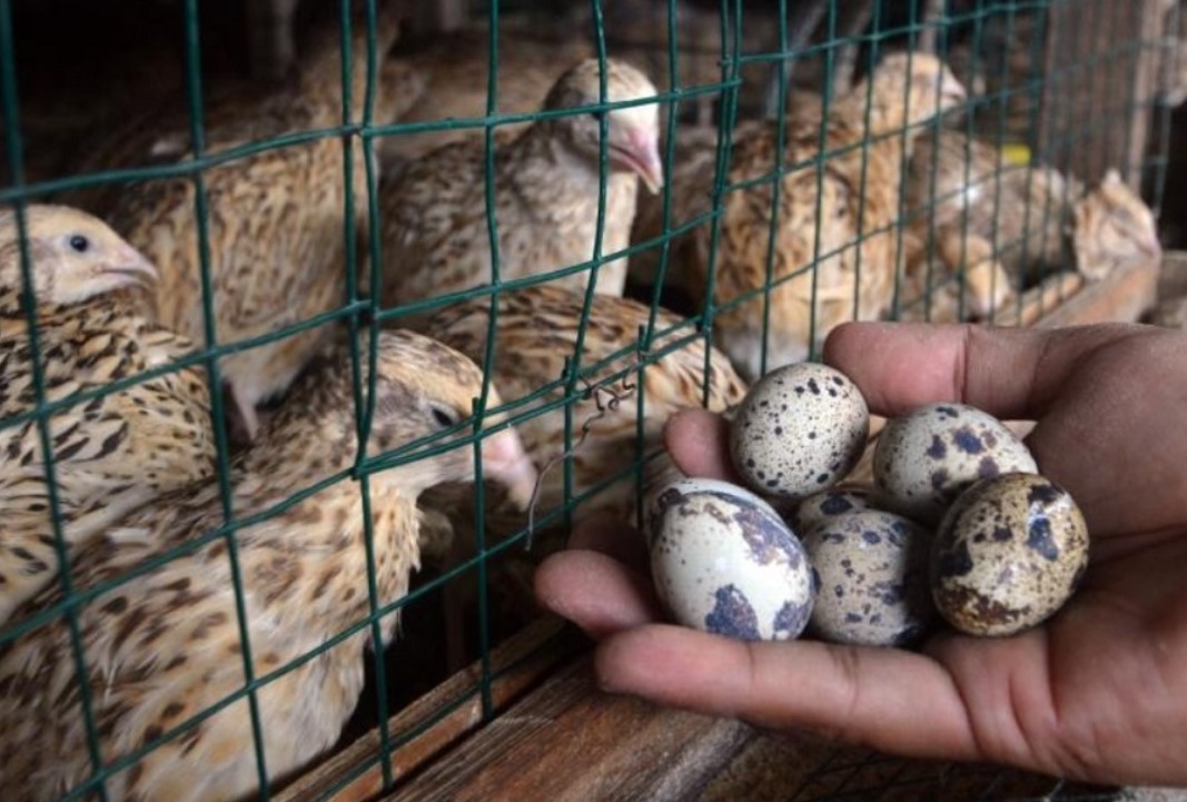 Bisnis Telur Puyuh