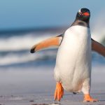 Tingkah Laku Penguin Memiliki Strategi Untuk Bertahan Hidup