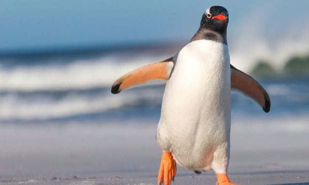 Tingkah Laku Penguin Memiliki Strategi Untuk Bertahan Hidup