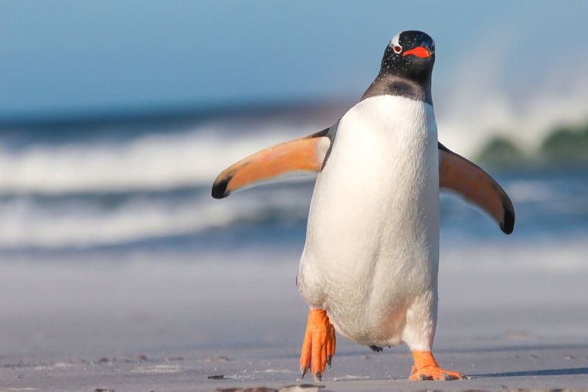 Tingkah Laku Penguin Memiliki Strategi Untuk Bertahan Hidup